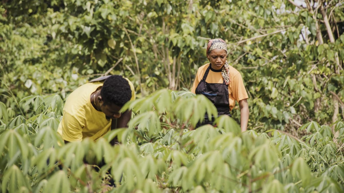 Dekor Farms agricultural operations