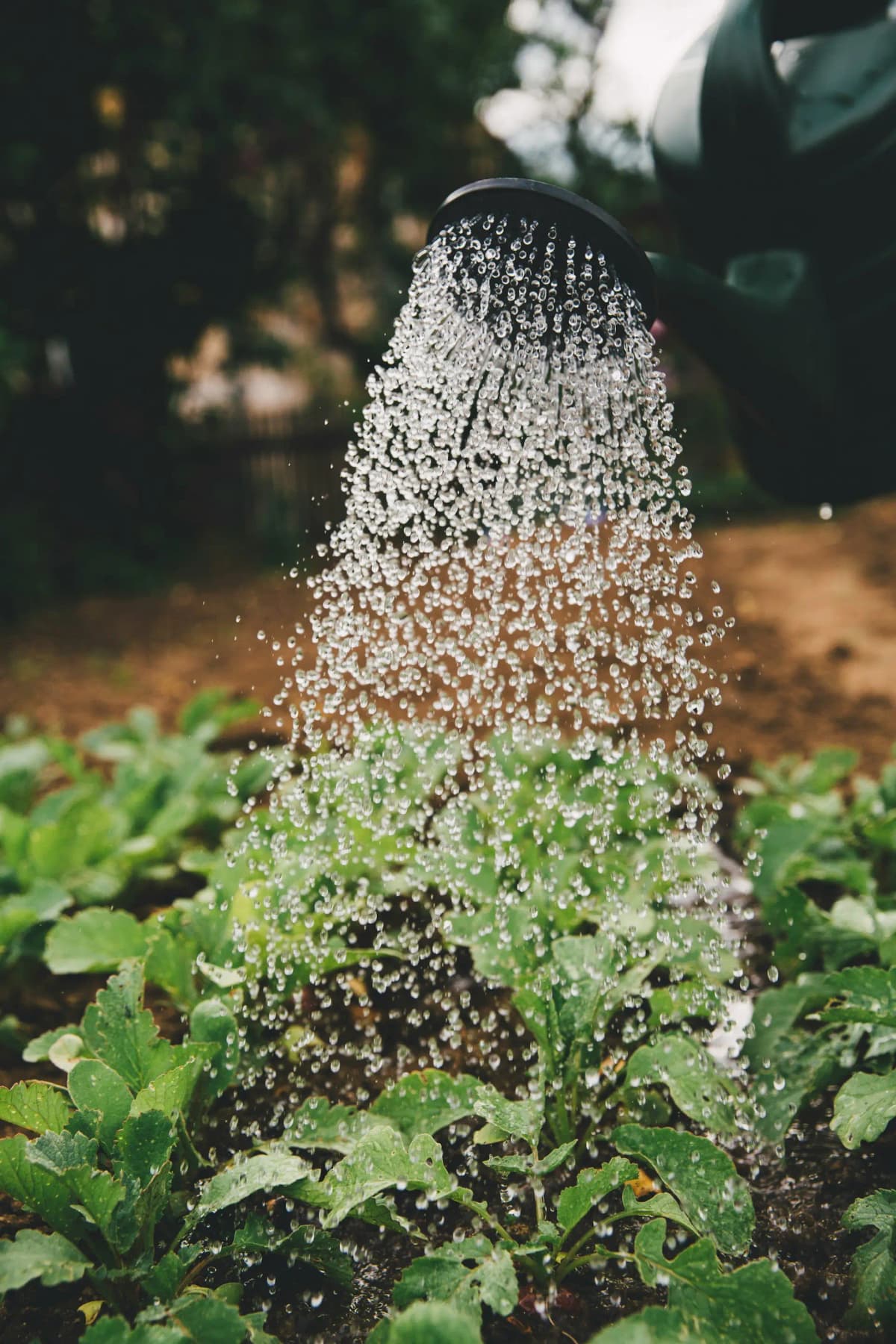 Organic Services